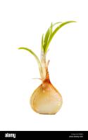 seg-onion project thumbnail