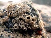 aug_biofouling project thumbnail