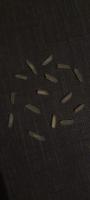 Rice_detection project thumbnail
