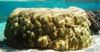 coral-detection project thumbnail