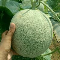 melon project thumbnail