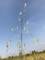 Crop monitoring  project thumbnail