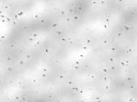 full_data_sperma project thumbnail