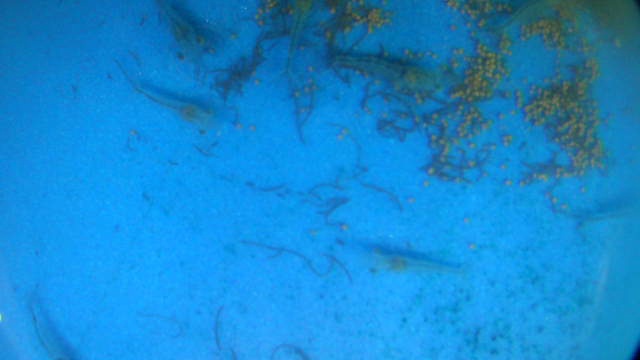 shrimp detection Object Detection Dataset by shrimp larvae count