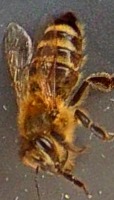Varroa project thumbnail