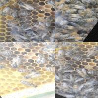 queen bee detection Object Detection Model by Vincents Workspace