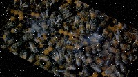 queen bee project thumbnail
