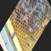 queen bee detection project thumbnail