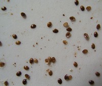 beehive project thumbnail