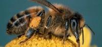 harmful-pests project thumbnail
