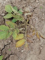 Potato crop  project thumbnail
