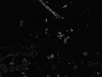 spores project thumbnail