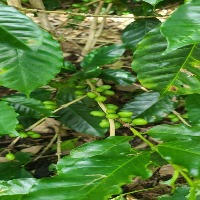 Coffee_Leaf project thumbnail