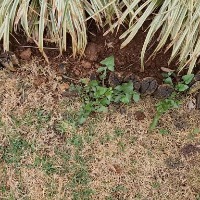 weed detection v2 project thumbnail