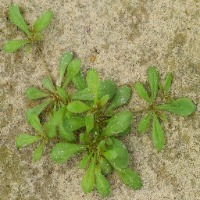 Weed detection project thumbnail