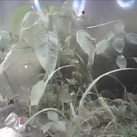 Weed detection project thumbnail
