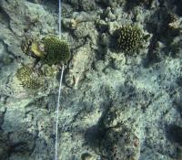 corals project thumbnail