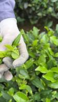 tea project thumbnail