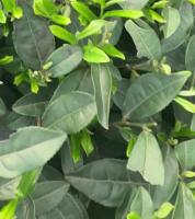 budleaf project thumbnail
