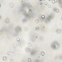 Turbidity_Check_Mask project thumbnail