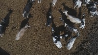 cattle-count project thumbnail