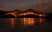 FireForest project thumbnail