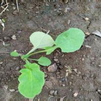 crop and weed detection project thumbnail