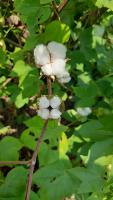 cotton boll growth stages project thumbnail