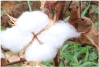 cotton boll quality project thumbnail