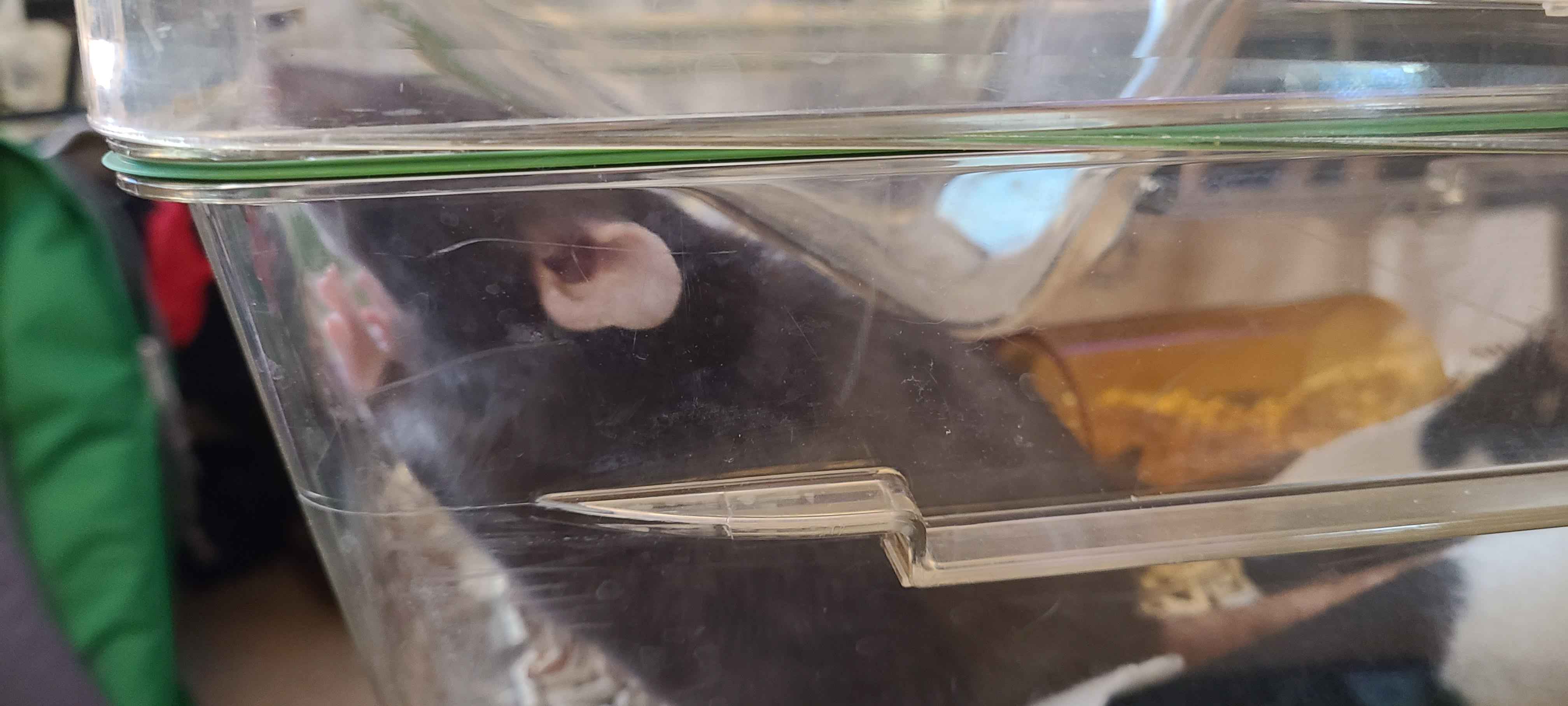 Rat and Mouse Detection Object Detection Dataset and Pre-Trained Model ...