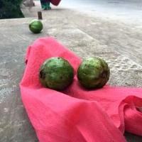 Guava dataset detection project thumbnail