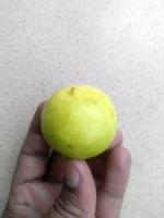 Lime Dataset New project thumbnail