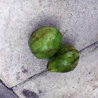 Guava dataset project thumbnail