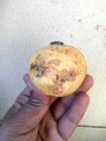 Guava dataset project thumbnail