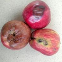 Fruit Detection project thumbnail