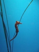 seahorse project thumbnail