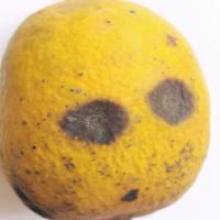 Mango project thumbnail