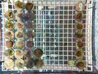 Ex situ rack training project thumbnail