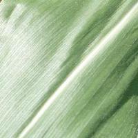 daun jagung project thumbnail