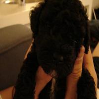 dog project thumbnail