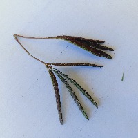 Ayushvision_leaf project thumbnail