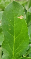 disease_detection project thumbnail