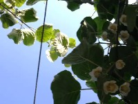 kiwi flower recognition project thumbnail