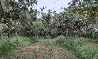kiwi tree project thumbnail