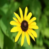Flower Classification project thumbnail