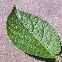 Plant Disease Detection project thumbnail