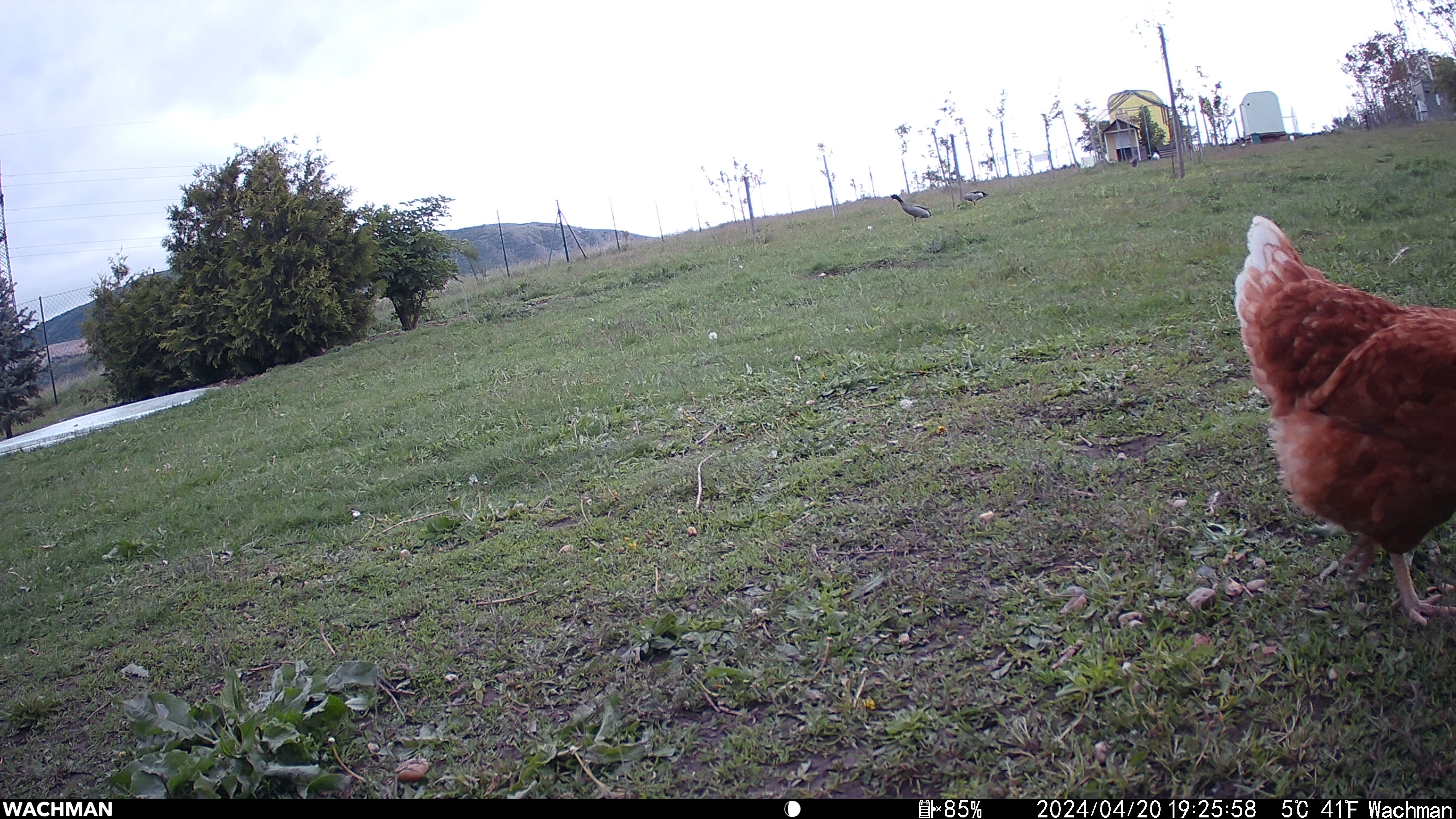 healthychickens Object Detection Model by healthyachick