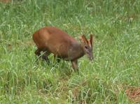 Barking-deer project thumbnail