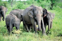 Asian Elephant project thumbnail