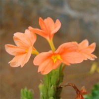 Flower dataset project thumbnail